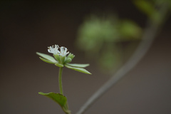 Symphorema involucratum